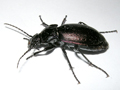 Carabus problematicus